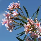 Oleander