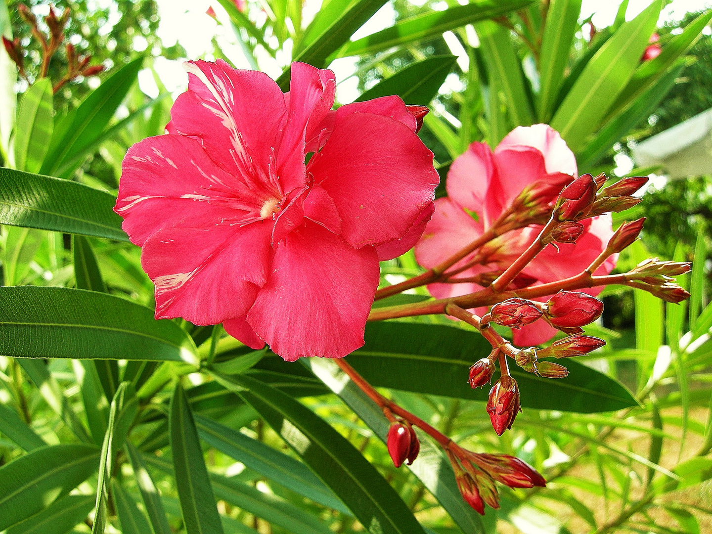 Oleander