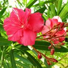 Oleander