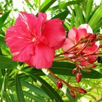 Oleander