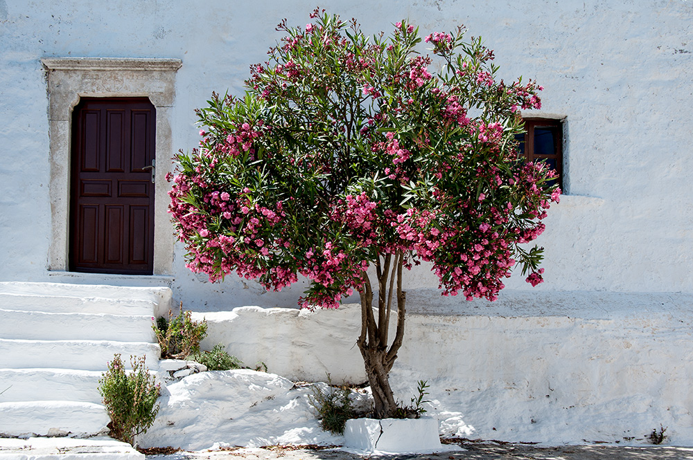 Oleander.......