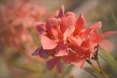 Oleander