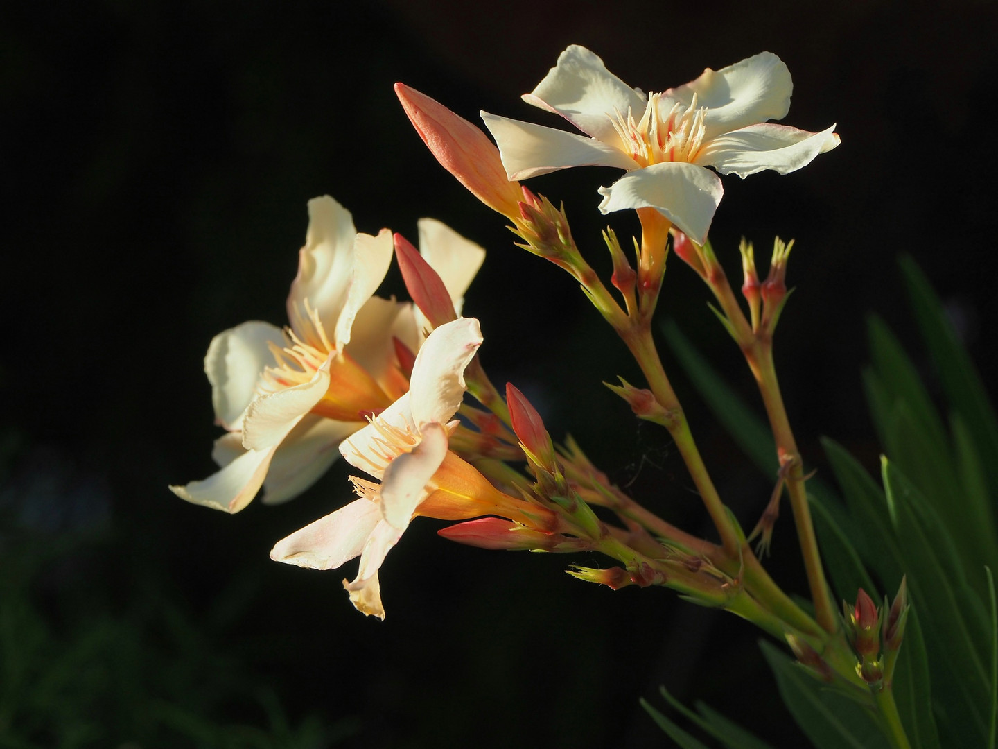 ~  Oleander  ~ 