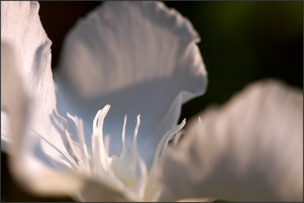 Oleander