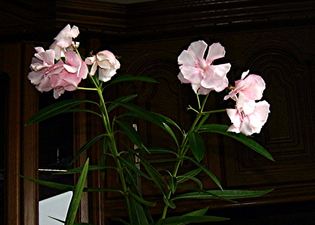 Oleander