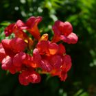 Oleander als Mittwochsblümchen