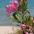 Oleander am Meer