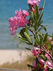 Oleander am Meer