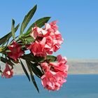 Oleander am Toten Meer -2-