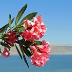 Oleander am Toten Meer -2-