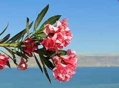 Oleander am Toten Meer -2-