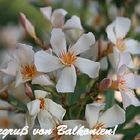 Oleander auf Balkonien