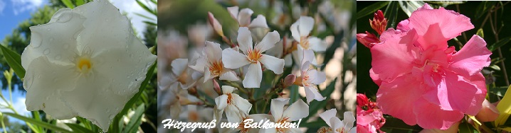 Oleander auf Balkonien