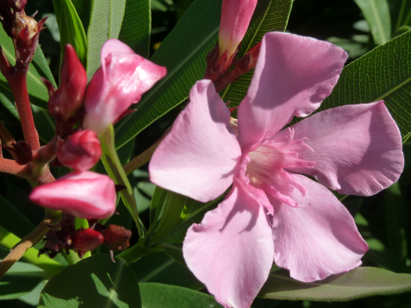 Oleander auf Kreta