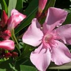 Oleander auf Kreta