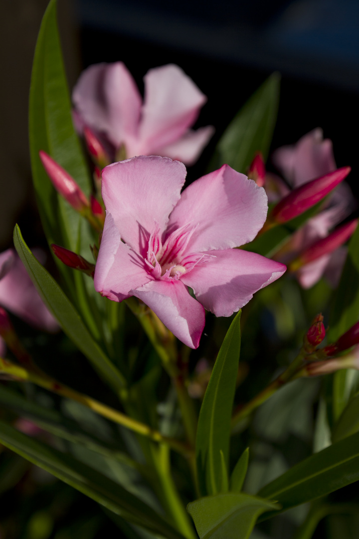 Oleander auf meinem Balkon