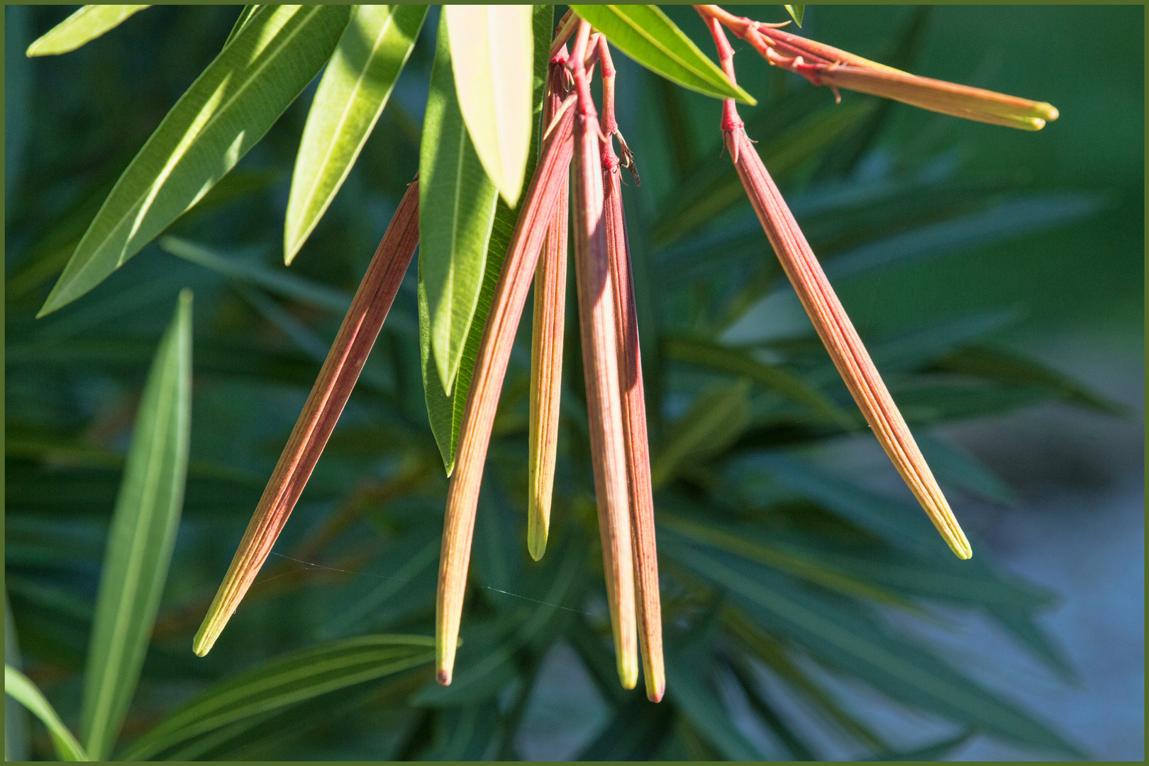 Oleander - aus Blueten sind Samen-Schoten geworden