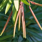 Oleander - aus Blueten sind Samen-Schoten geworden