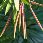 Oleander - aus Blueten sind Samen-Schoten geworden