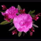 Oleander