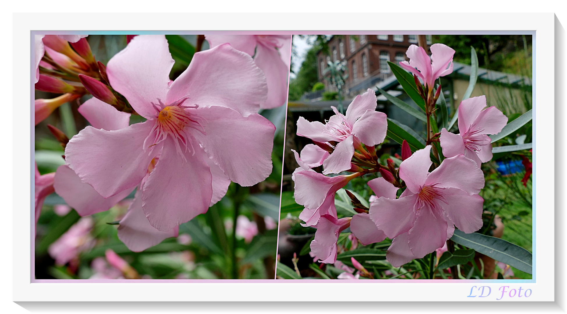 Oleander