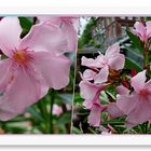 Oleander