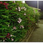 Oleander bei Nacht