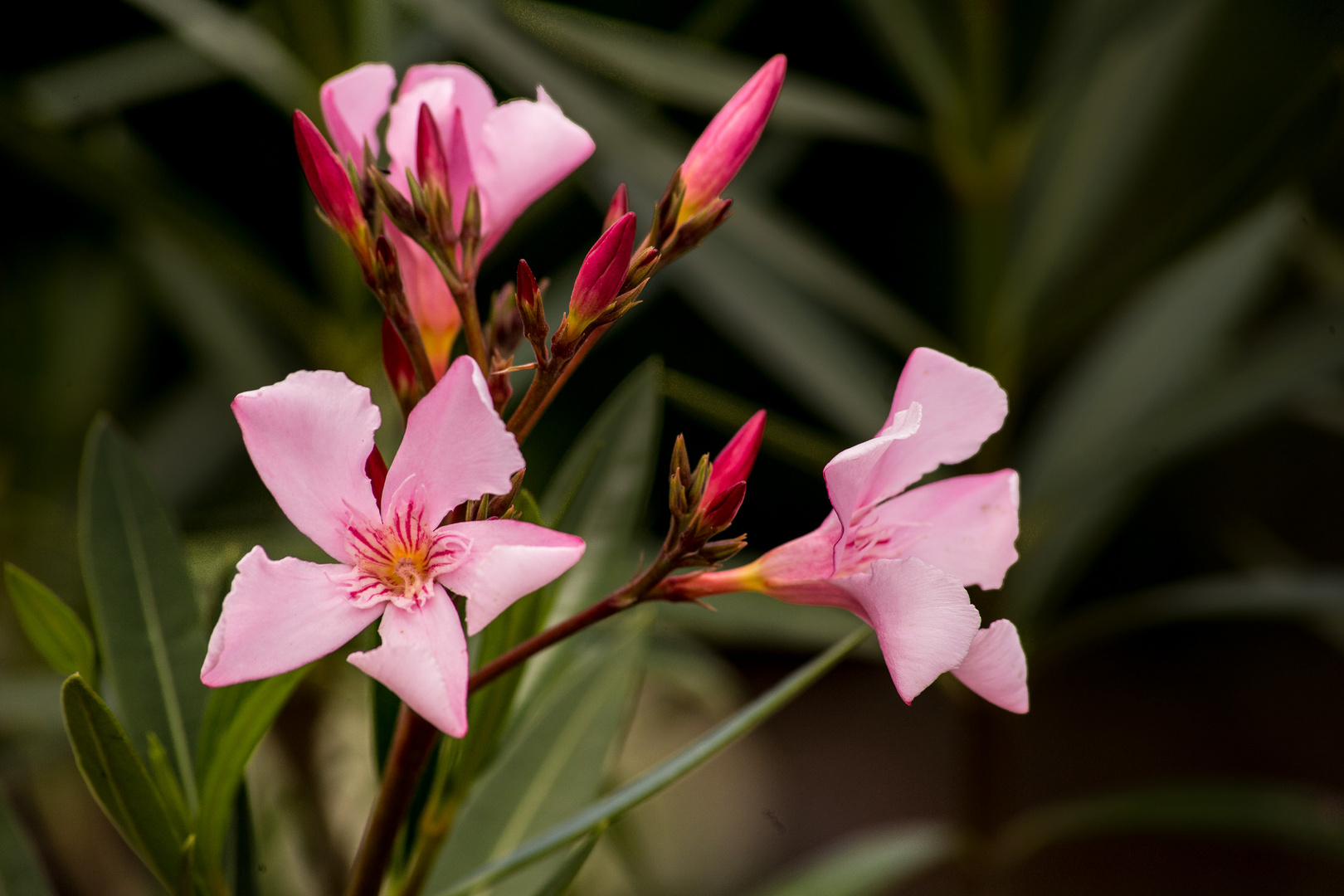 Oleander blüht