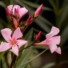 Oleander blüht