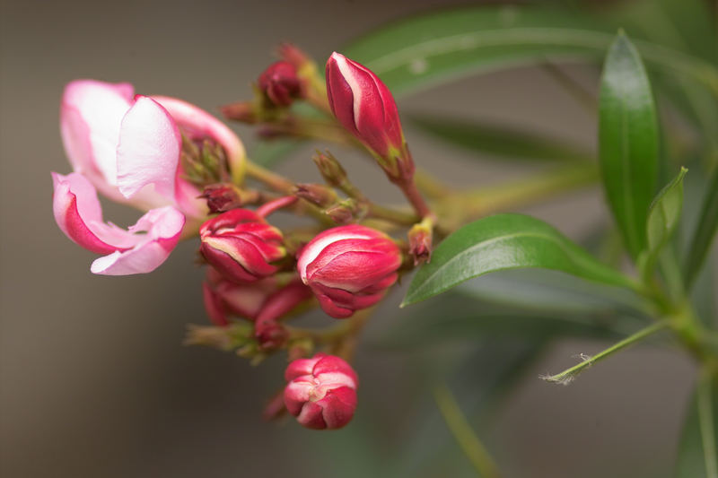 Oleander blüht auf