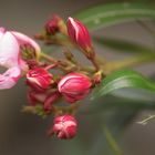 Oleander blüht auf