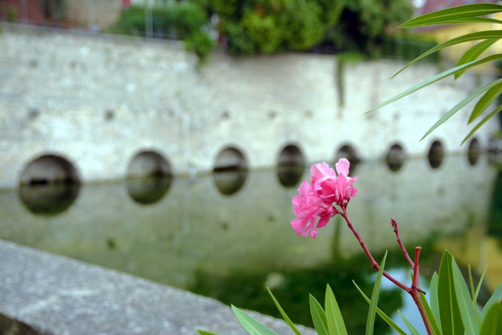 Oleander Blüte.