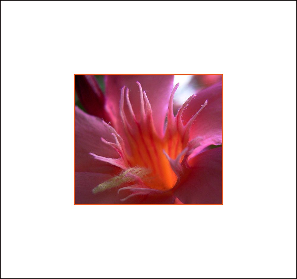 oleander blüte (detail)
