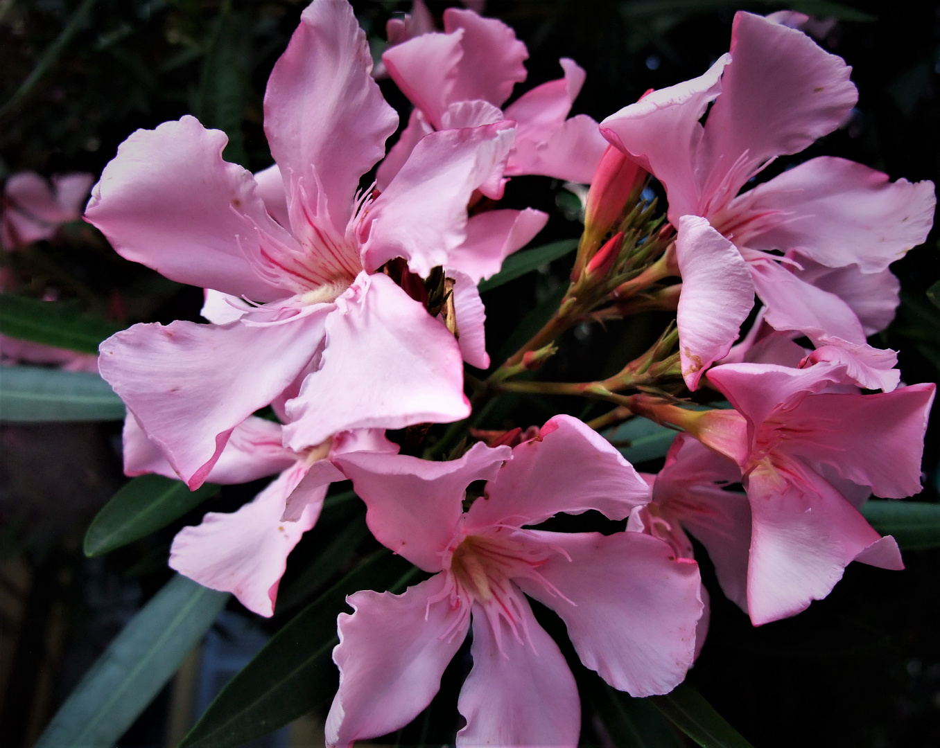  OLEANDER - Blüten