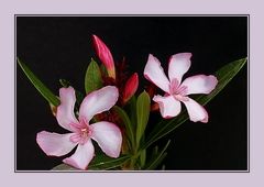 Oleander-Blüten