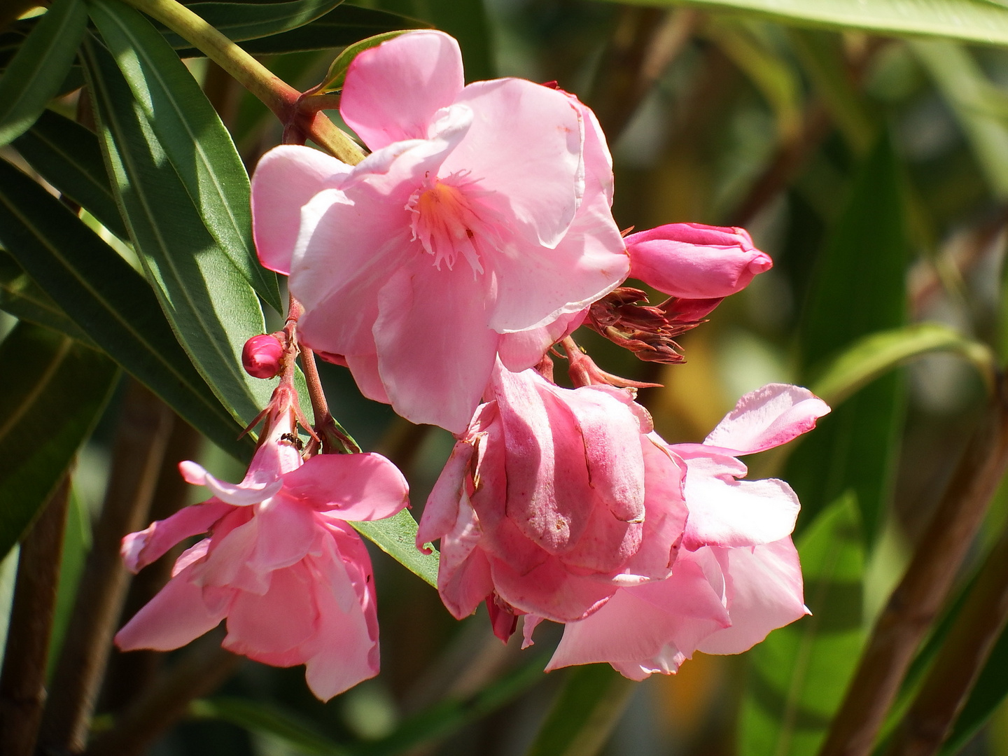 Oleander