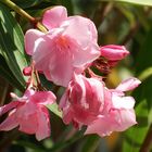 Oleander