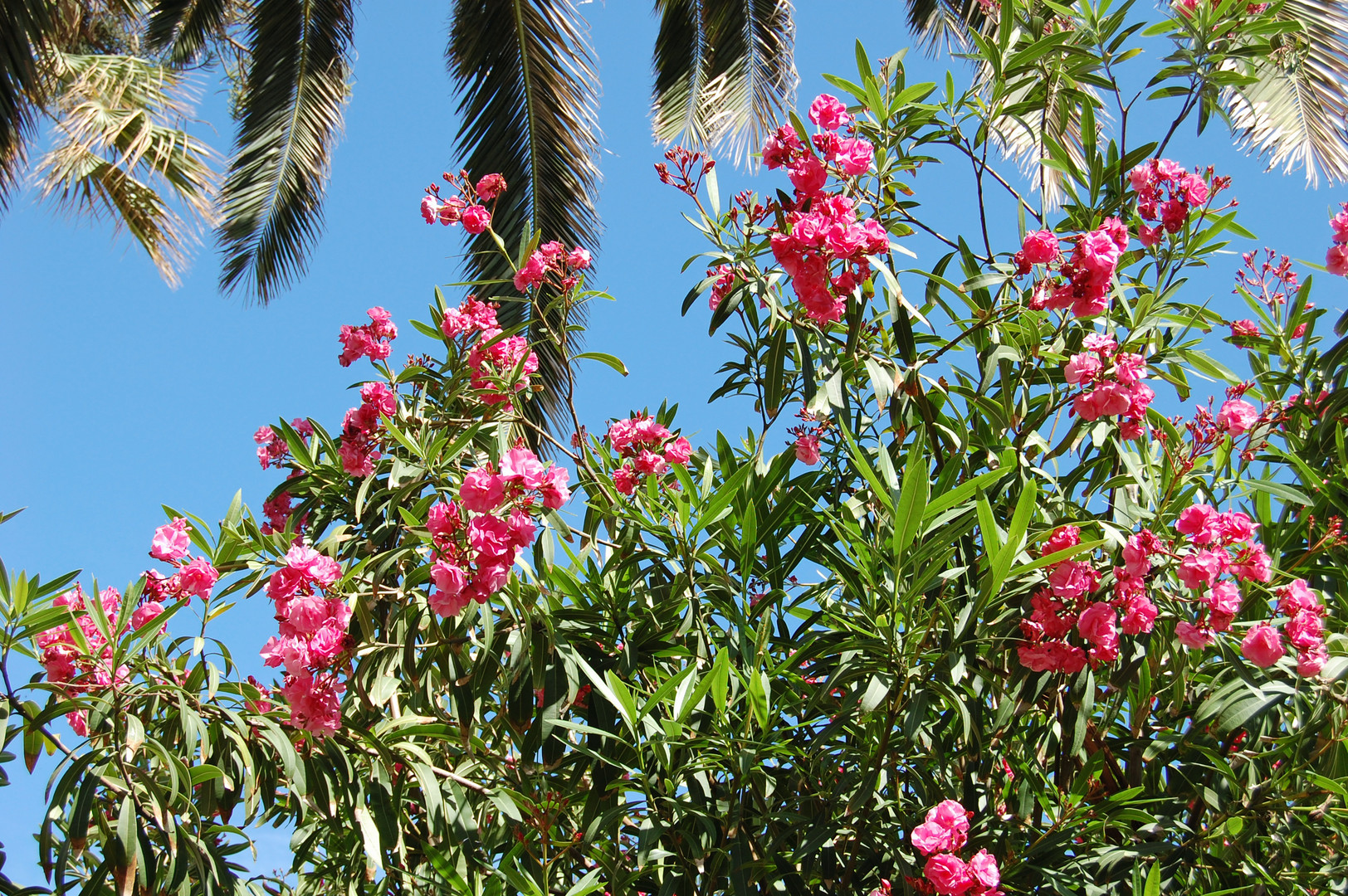 Nerium oleander (oleander) is an evergreen shrub of the apocynaceae family that thrives principally in subtropical regions. Oleander . Oleander Foto & Bild | pflanzen, pilze & flechten, natur ...