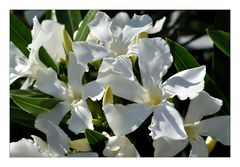 Oleander