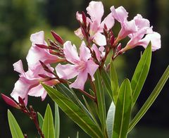 Oleander