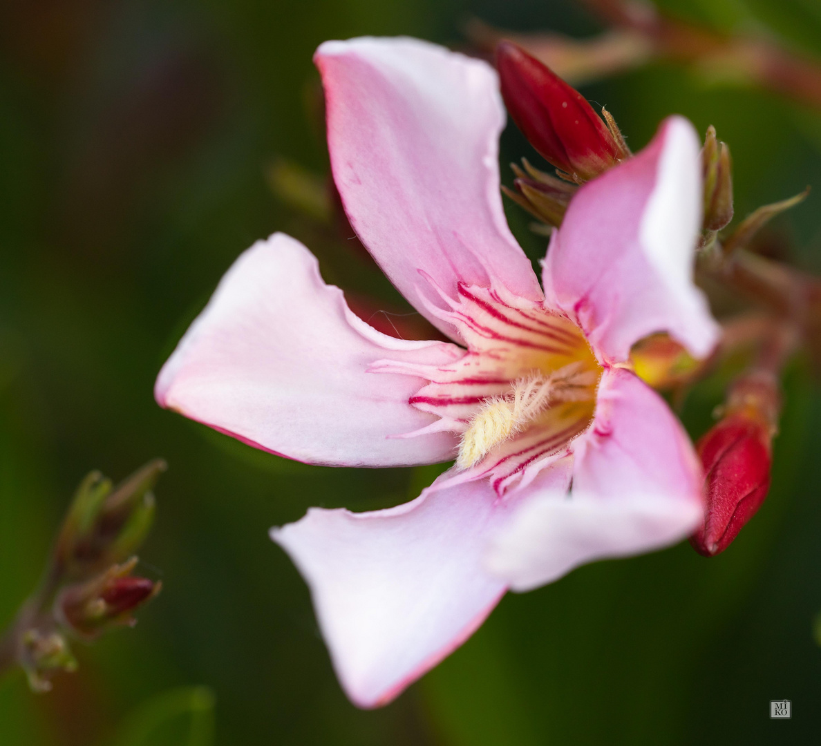 Oleander