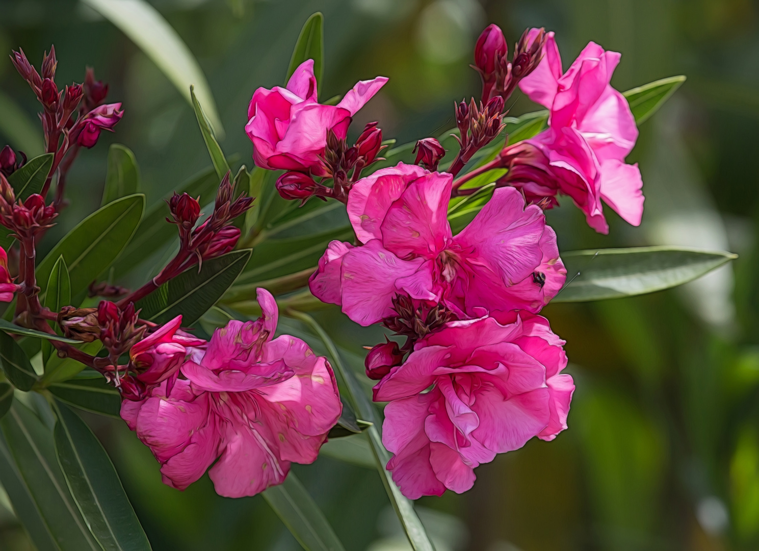 Oleander