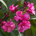 Oleander