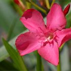 Oleander