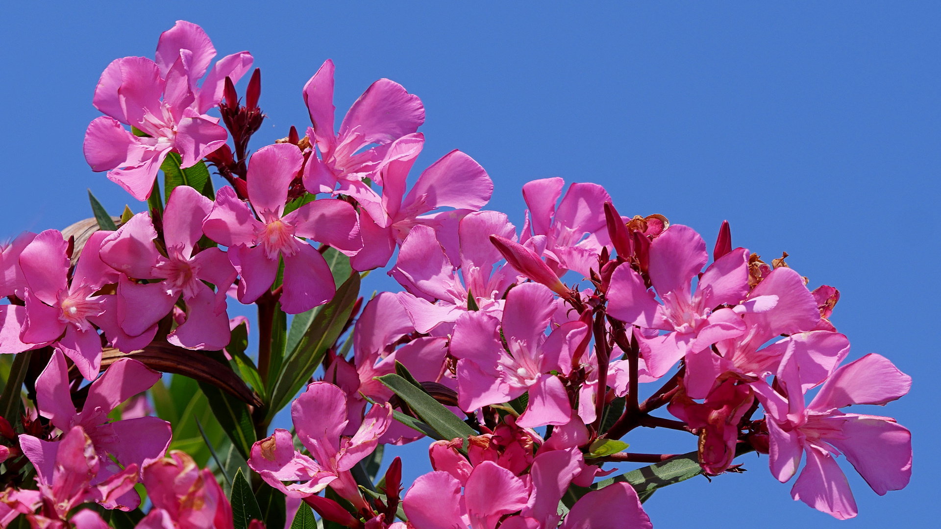 Oleander...