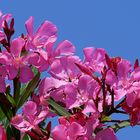 Oleander...