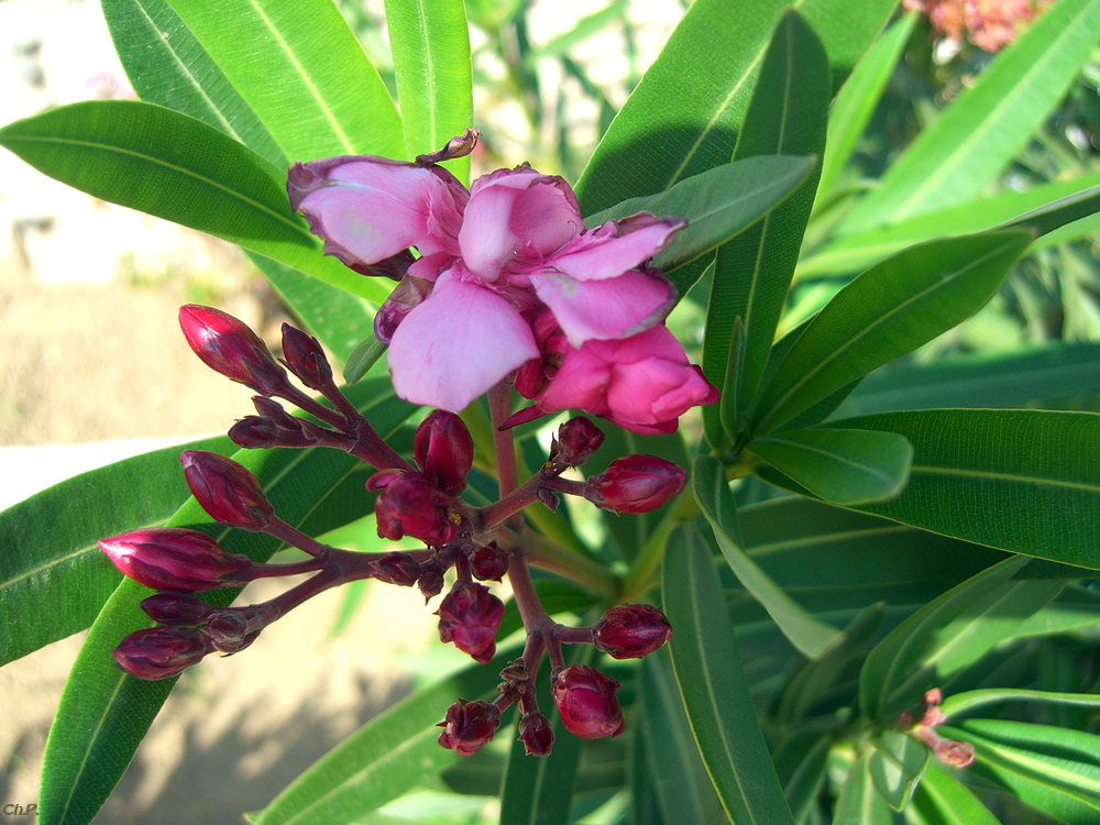 **Oleander**