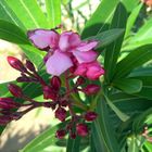 **Oleander**