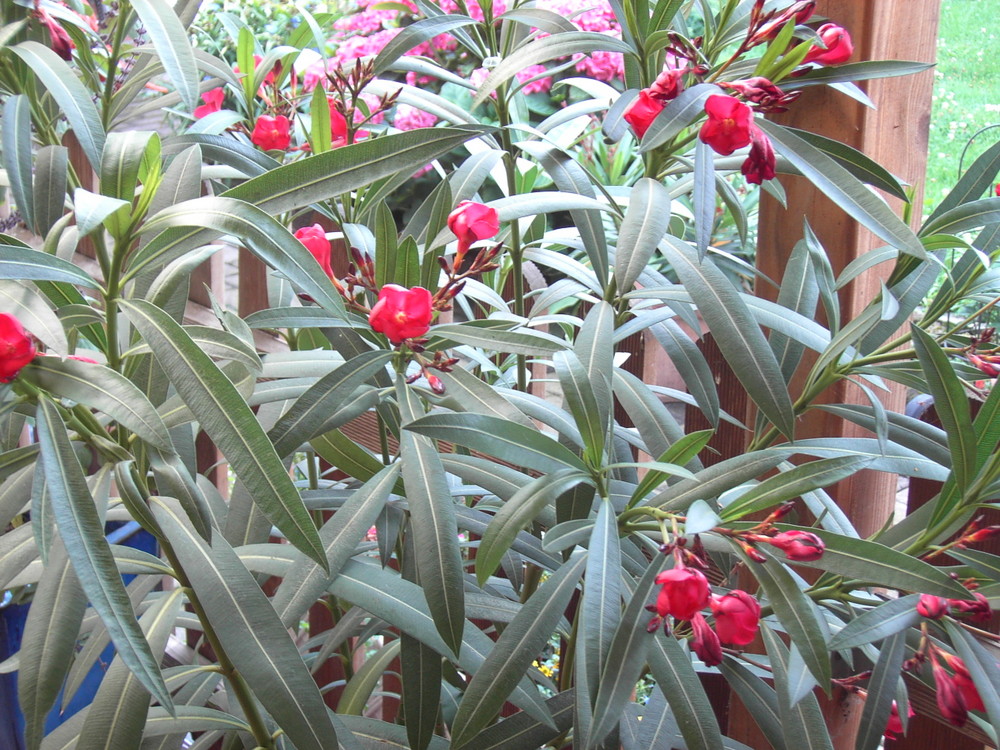 Oleander