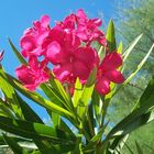 Oleander